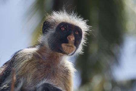 Colobus portrait