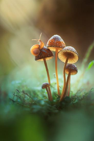 a Lone Snail on a Mushroom