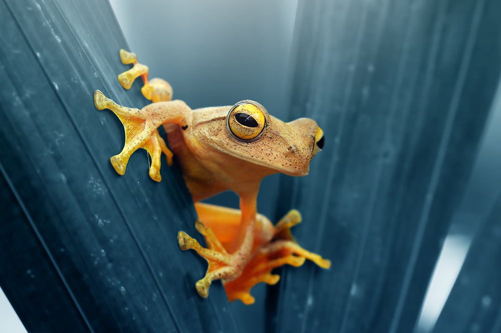 Frog - The Gold à Andri Priyadi