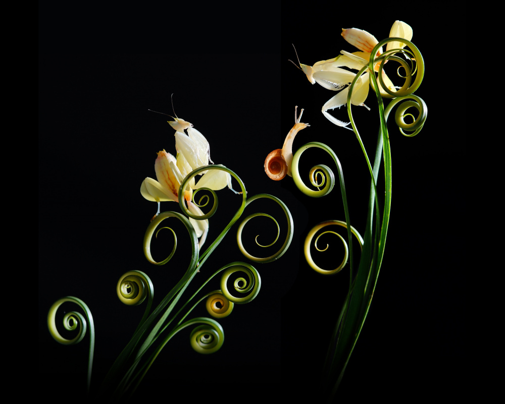 Yellow Orchid Mantis à Andri Priyadi