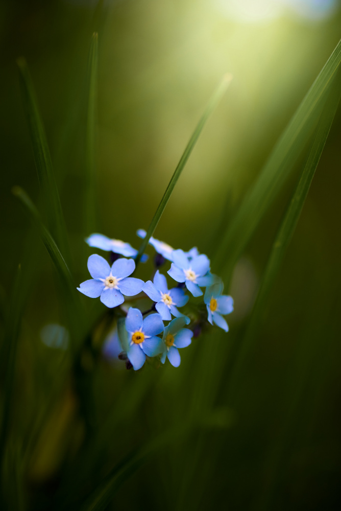 Forget-me-not à Andrii Kazun