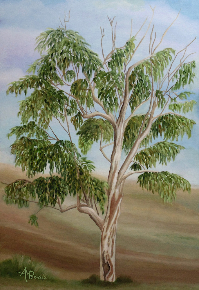 Eukalyptus à Angeles M. Pomata