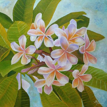 Plumeria