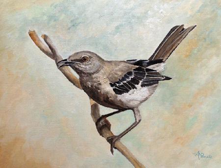 Sharp Eyed Mockingbird