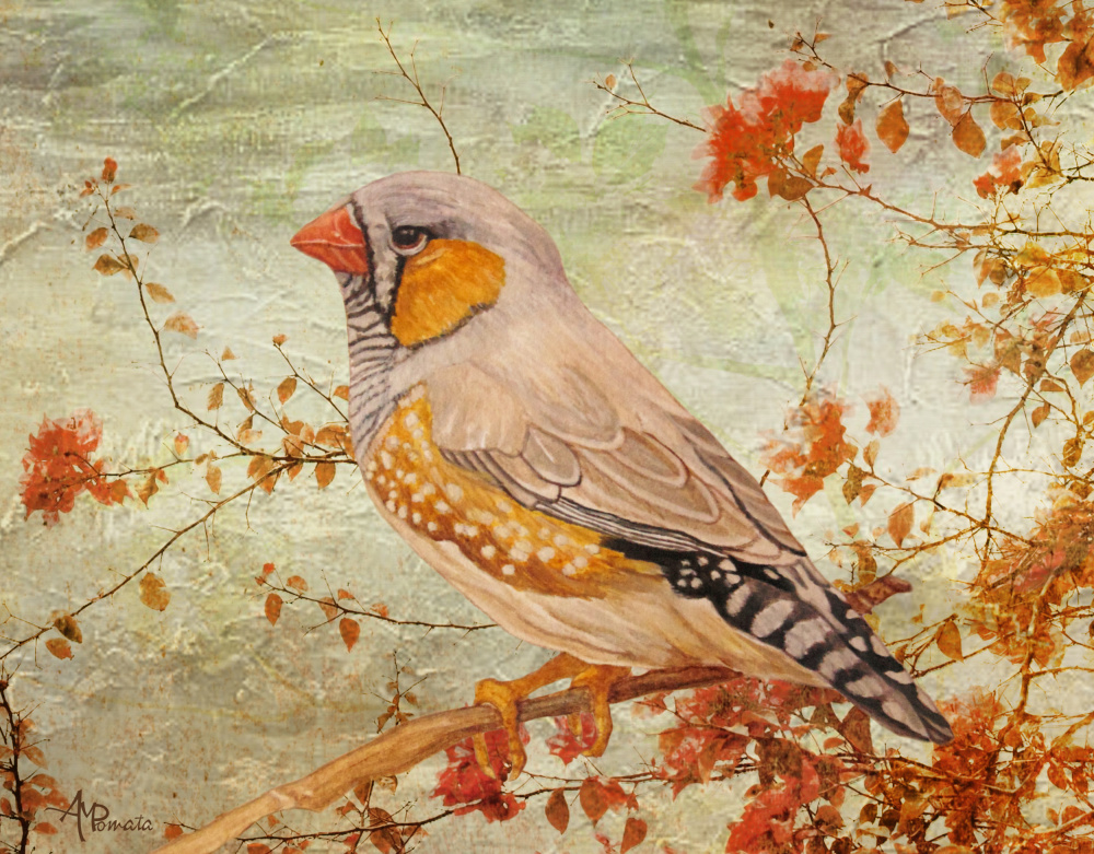 Zebra Finch Among Almond Trees à Angeles M. Pomata