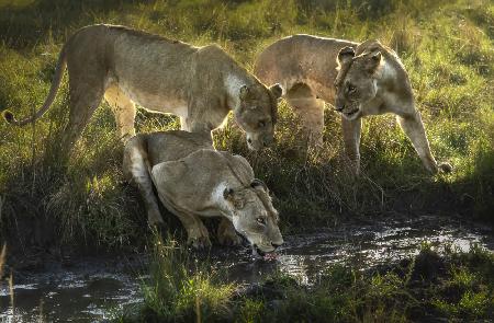 Quenching