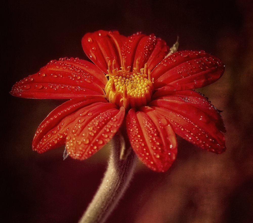 after rain à Anna Cseresnjes