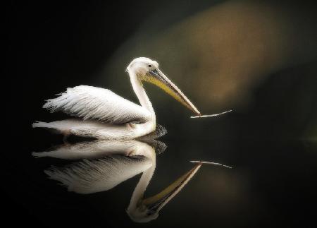 pelican