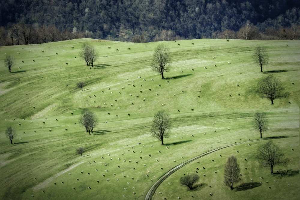 sheeps ... à Anna Cseresnjes