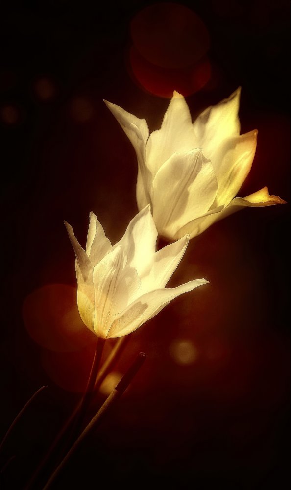 white tulips à Anna Cseresnjes