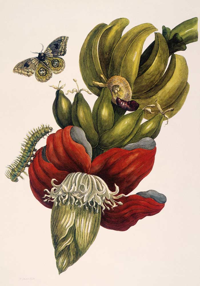 Blühende Banane und Automeris (Musa sapientium und Automeris liberia). à Anna Maria Sibylla Merian