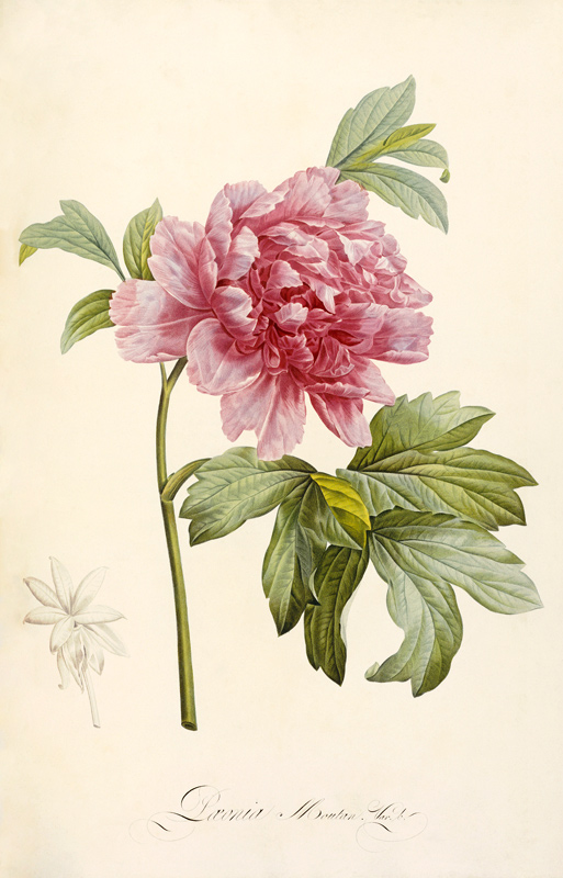 Hand Colored Engraving Of A Peony à Anna Maria Sibylla Merian