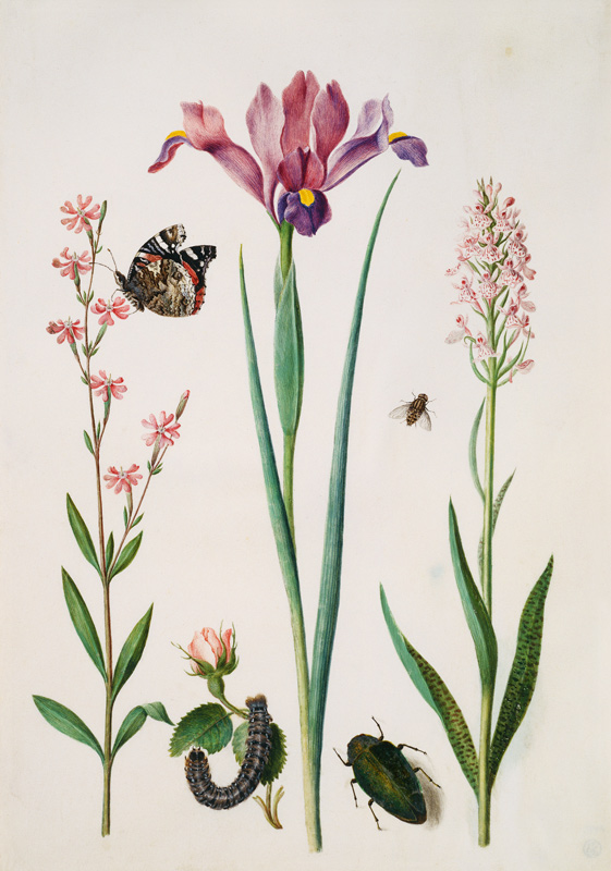 Catchfly with admiral, rose with fox moth, iris, hoverfly, jewel beetle and orchid à Anna Maria Sibylla Merian