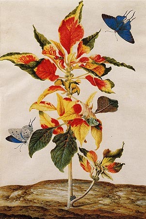 Amaranthus Tricolor à Anna Maria Sibylla Merian