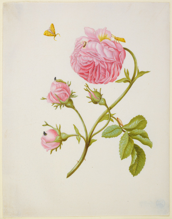 Rose with Metamorphosis of Leaf Roller and a Glued Beetle Larva à Anna Maria Sibylla Merian