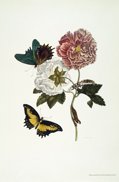 Hibiskusblüten und Schwalbenschwanz à Anna Maria Sibylla Merian