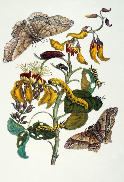 Korallenbaum und Seidenspinner (Erythrina glauca und Arsenura cassandra). à Anna Maria Sibylla Merian