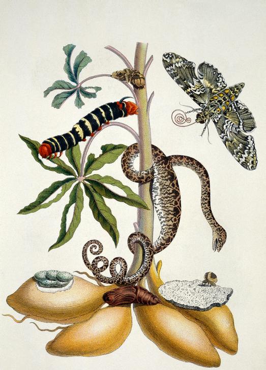Maniok (Manihot utilissima) und Riesen-Pfeilschwanz (Nachtfalter) à Anna Maria Sibylla Merian