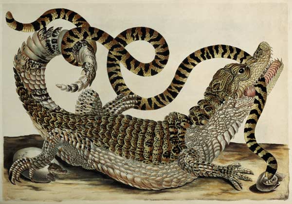 Alligator and Snake à Anna Maria Sibylla Merian