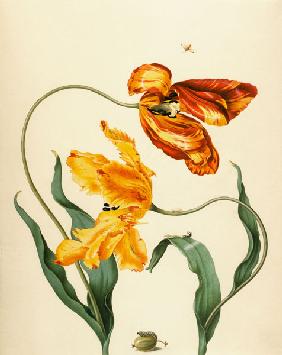 tulipes de jardin, Baie de piqore et Stachelbeerwespe jaunes