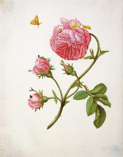 Rose avec des papillons 