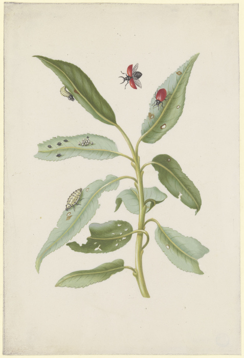 Willow leaves with poplar leaf beetle, eggs and larvae à Anna Maria Sibylla Merian