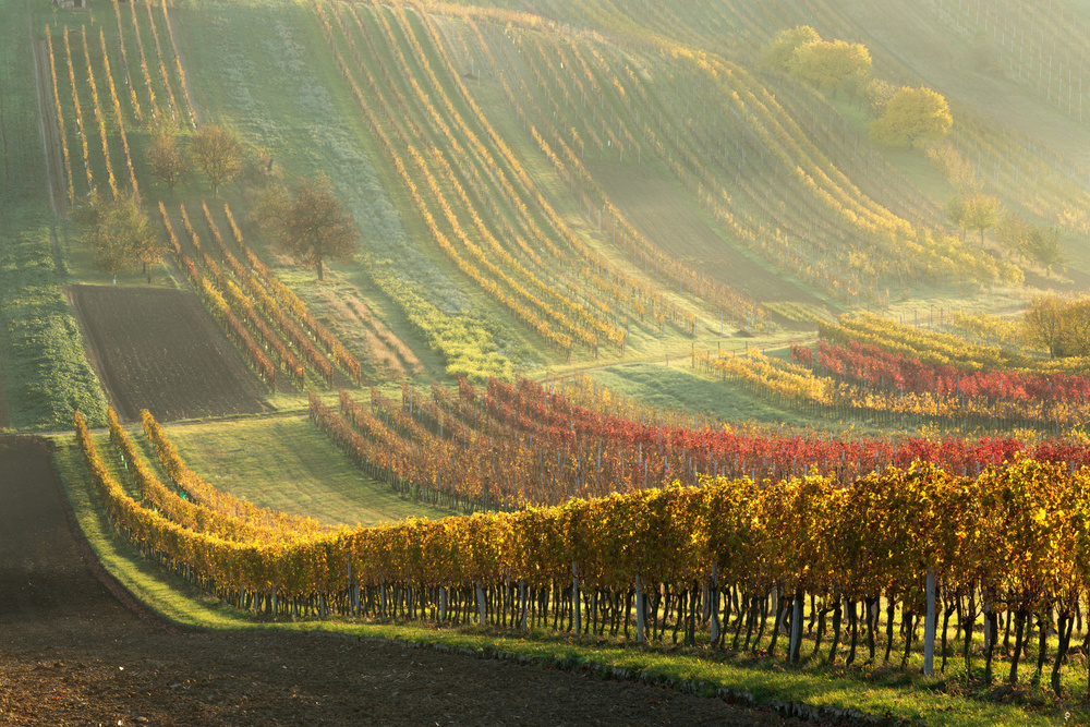 Autumn vineyards à Anna Pakutina