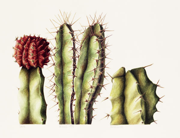 Cacti, 1999 (w/c on paper)  à Annabel  Barrett