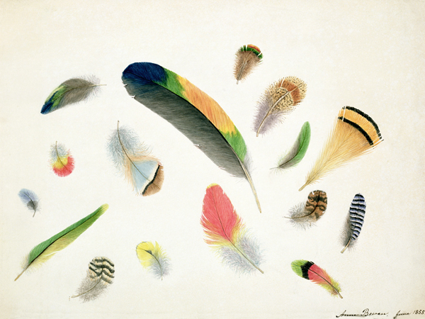 Studies of Feathers à Anne Bowen