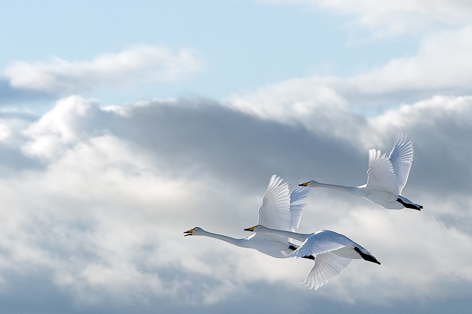 Swans in the sky à Anne Ueland