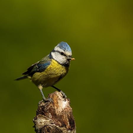 a very busy blue tit