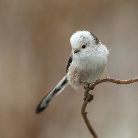 a White-headed Long-tailed Tit
