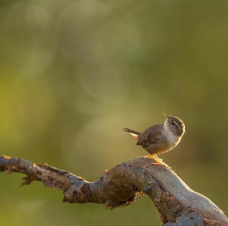 wren in the light