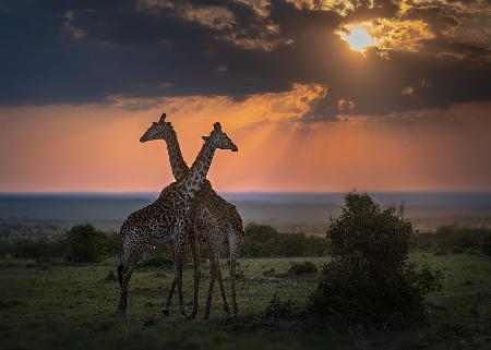 Backlighting at the dusk