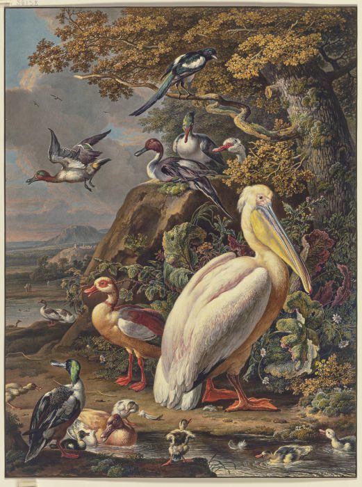 Ein Pelikan und eine Menge Wasservögel bei einer Eiche am Wasser, oben links fliegt eine Elster à Anonyme