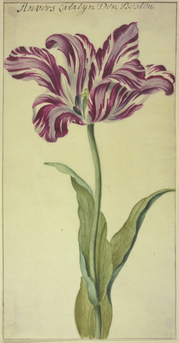 A tulip à Anonyme