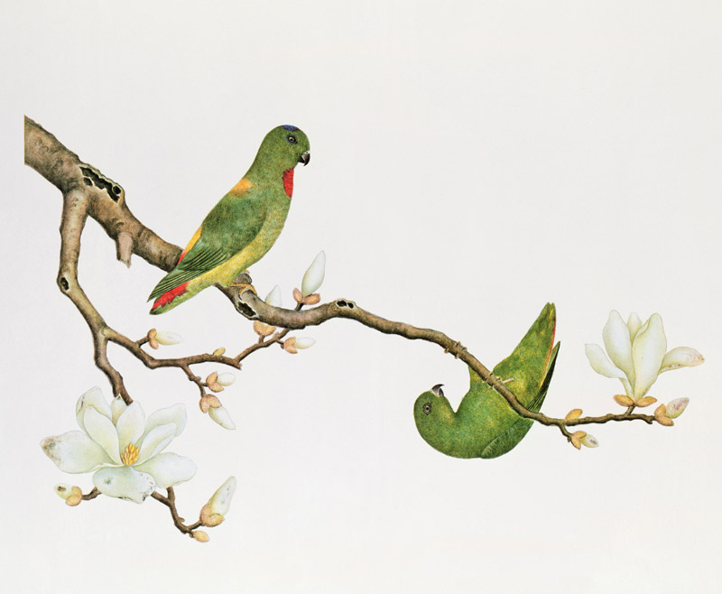 Blue-crowned parakeet, hanging on a magnolia branch à Anonyme