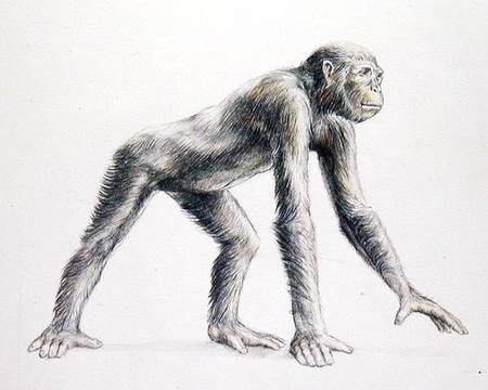 Dryopithecus Africanus à Anonyme