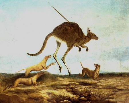 Kangaroo Hunting à Anonyme