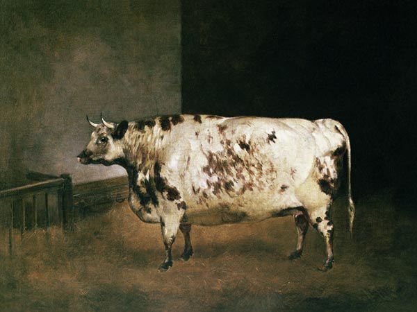 Shorthorn Cow à Anonyme