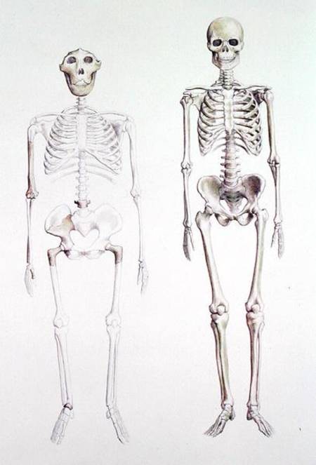 Skeletons of Australopithecus Boisei and Homo Sapiens à Anonyme