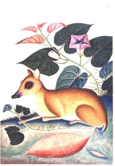 Study of a Mouse Deer by a Flowering Sweet Potato Plant, Company School à Anonyme