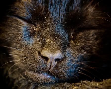Black Cat Sleeps