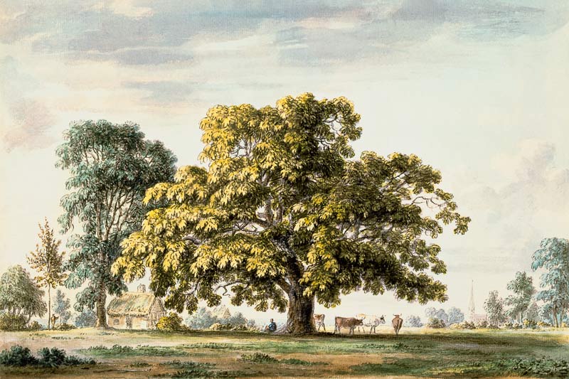 A Walnut Tree at Denton, near Grantham  and à Anthony Devis