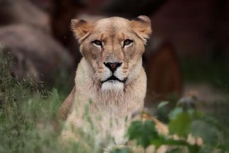 LIONESS (BERBER)