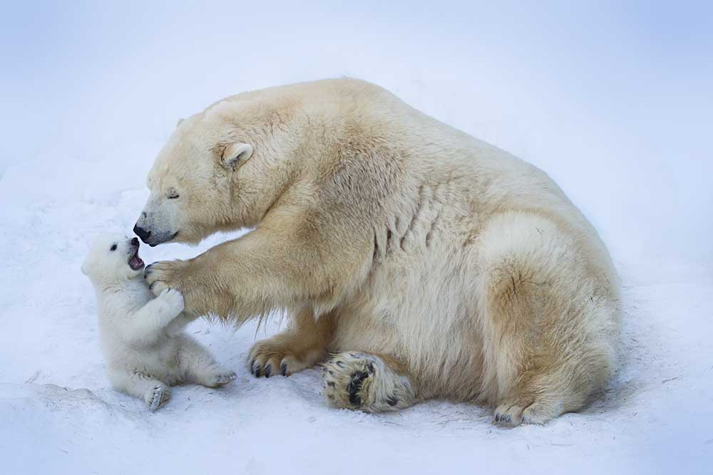 Polar bear with mom à Anton Belovodchenko