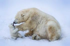 Polar bear with mom