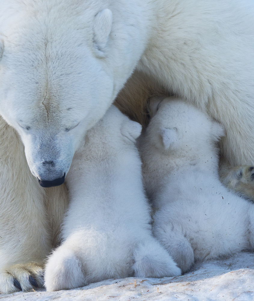 Polar bear mom feeding twins cub à Anton Belovodchenko