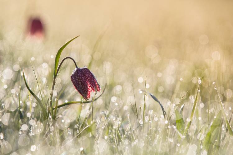 Morningdew à Anton Van Dongen