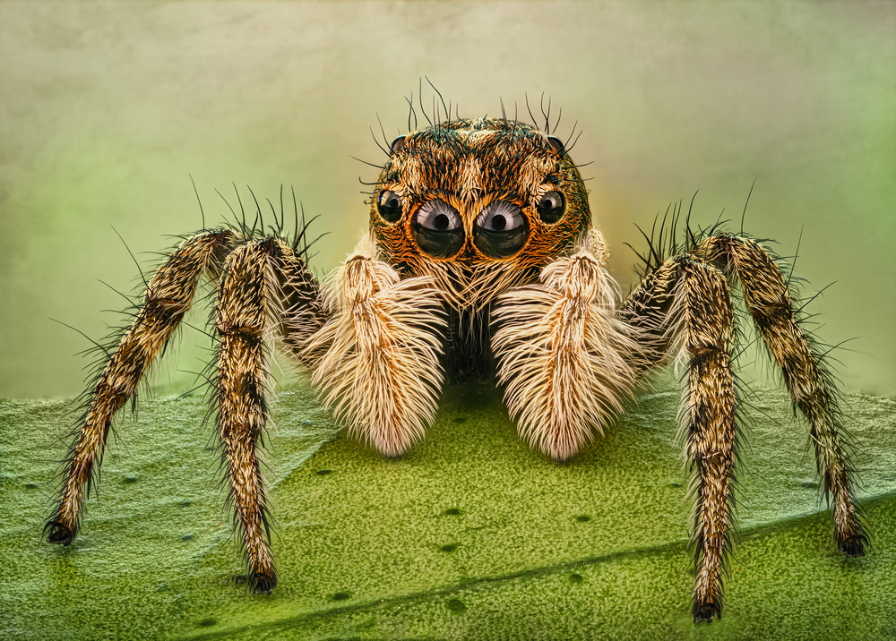 Portrait of a jumping spider à Antoni Figueras